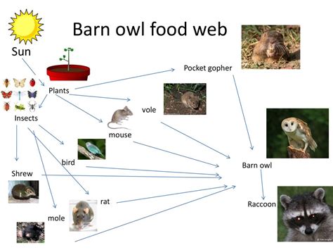 Barn Owl Food Web