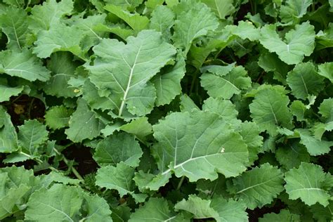 What Are Improved Brassicas A Highlight On Our Diversity Of Brassica