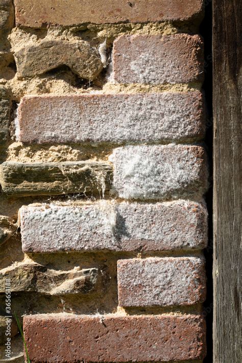 Detail Of Saltpeter Saltpetre Or Potassium Nitrate On A Brick Wall