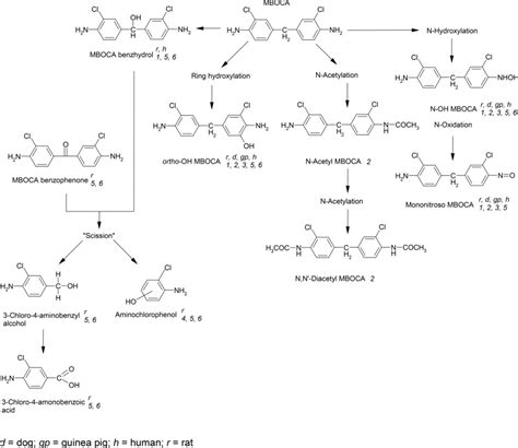 Figure 3 1 Proposed Metabolic Pathway Of 4 4 Methylenebis 2