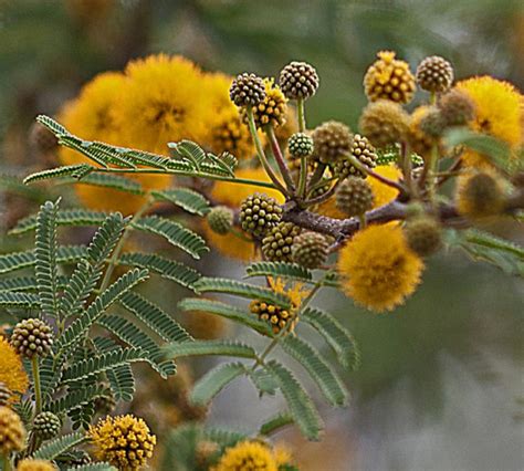 Acacia Farnesiana Seeds Sweet Acacia Seeds Mealy Wattle | Etsy