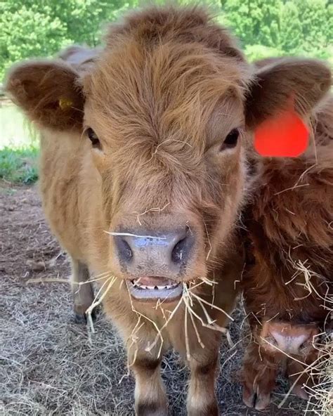 🐮🐄cows🐄🐮 On Instagram Via Threegreatscotts Yes Hello Pay Attention