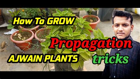 How To Grow Ajwain Plants Propagation🤘tricks ଜୁଆଣି ଗଛ ର ଯତ୍ନ କିପରି