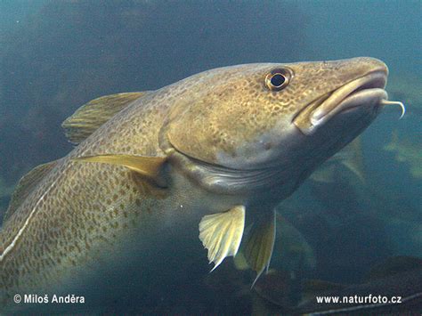 Gadus morhua Pictures, Atlantic Cod Images, Nature Wildlife Photos ...