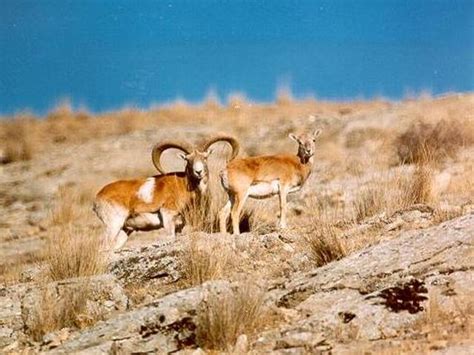 Armenia Safari: Armenian sheep, Anatolian mouflon (sheep), Gmelin sheep