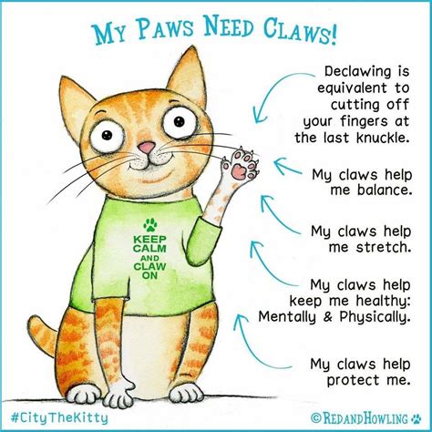 Cat Declaw Diagram