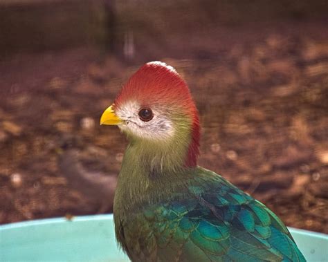 Red-crested turaco - Facts, Diet, Habitat & Pictures on Animalia.bio