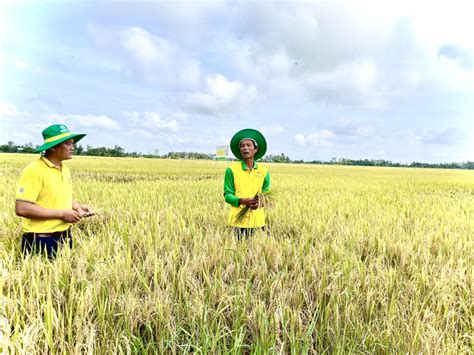 Mô hình sản xuất lúa hiện đại, đem lại nhiều lợi ích cho nhà nông