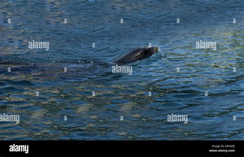 Sea Lion Swimming Stock Photo - Alamy