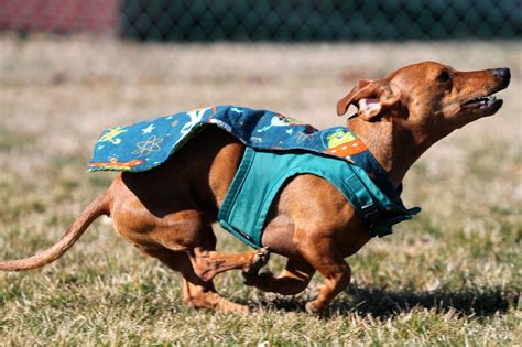 Dachshund Certified Therapy Dog Ammo The Dachshund