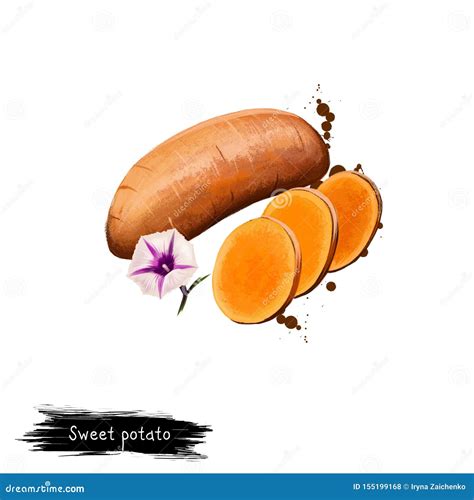 Digital Art Illustration Of Sweet Potato Or Ipomoea Batatas Isolated On