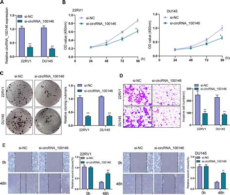 Frontiers Hsa Circrna Promotes Prostate Cancer Progression By