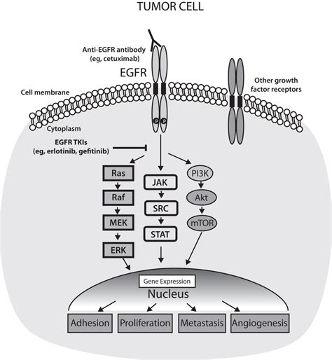 Epidermal Growth Factor Receptor Egfr Activation Of Signal