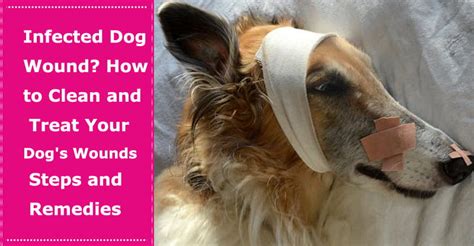 Infected Dog Wound? How to Clean and Treat Your Dog's Wounds: Steps and ...