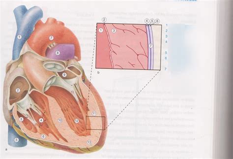 AF Circulatiestelsel Hart 2 Diagram Quizlet