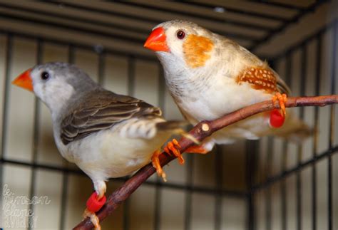 Zebra Finch Loki And Lorelei Enjoying The Sunniest Spot Inside Of Their