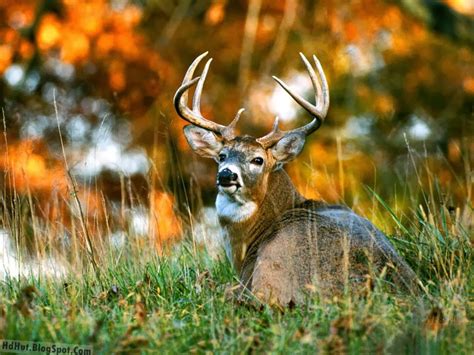 Top 14 Beautiful Deer Wallpapers In Hd Oso Wilangon