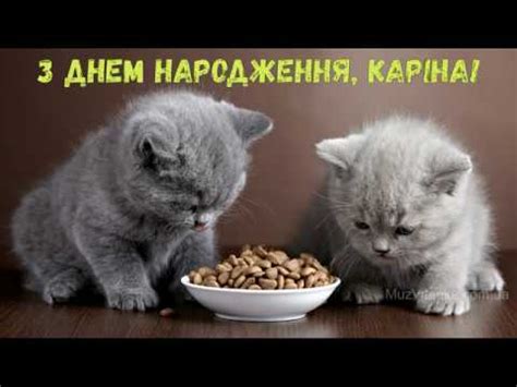 З Днем народження, Каріна! (Котики) - YouTube