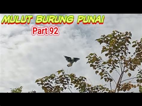 Mulut Burung Punai Punai Datang Bawak Pulut Lidi YouTube