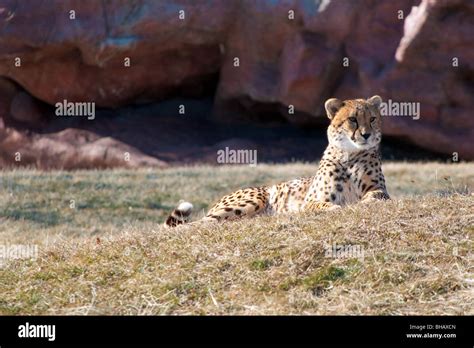 A Cheetah Laying Down And Staring Intently Stock Photo Alamy