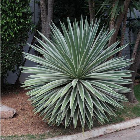 Agave Planta Cuidados Caracter Sticas Y Tipos Prado Home