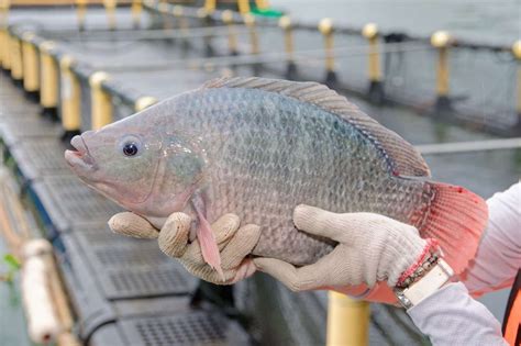 Intip 6 Keunggulan Ikan Tilapia Untuk Mpasi Mamabear