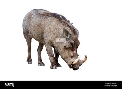 Warthog Common Warthog Phacochoerus Africanus Cut Out Stock Images