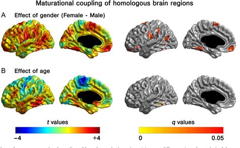 Figure 5 From Exploring Individual Brain Variability During Development