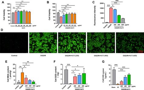 Frontiers Hj Decoction Restrains Development Of Myocardial Ischemia