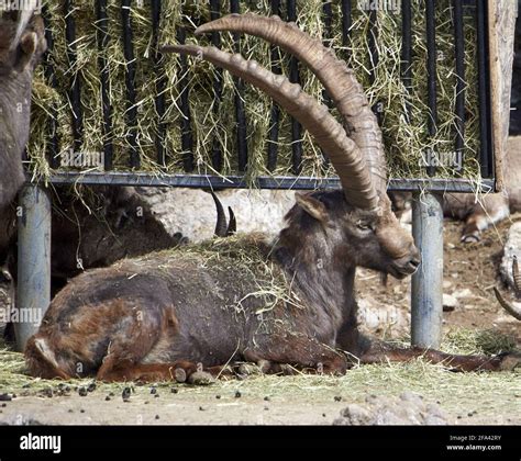 Alpine ibex with horns Stock Photo - Alamy