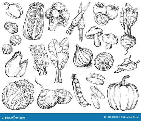 Collection Of Hand Drawn Vegetables Black And White Stock Vector