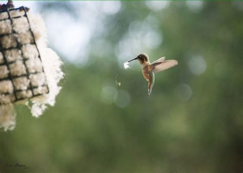 Birdhouses & Nesting Season - Backyard Bird Shop