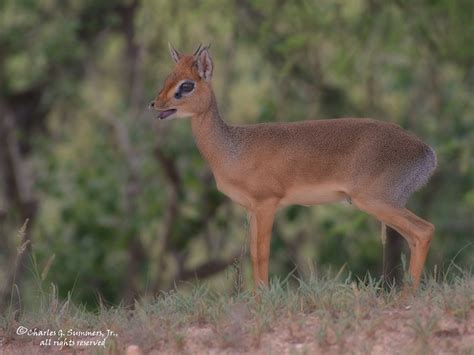 Guenthers Dik Dik 0r7e5933 Male Guenthers Dik Dik Madoq Flickr