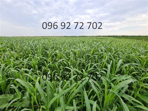 Семена Суданки! Засухоустойчивая! Отправка от 1кг! Тонкостебельная!: 29 ...