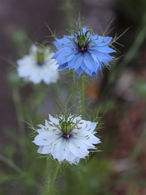 Amor En Una Niebla Flores Jardín Foto gratis en Pixabay