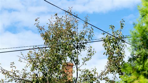 Can You Trim Tree Branches Touching Power Lines Ltrc