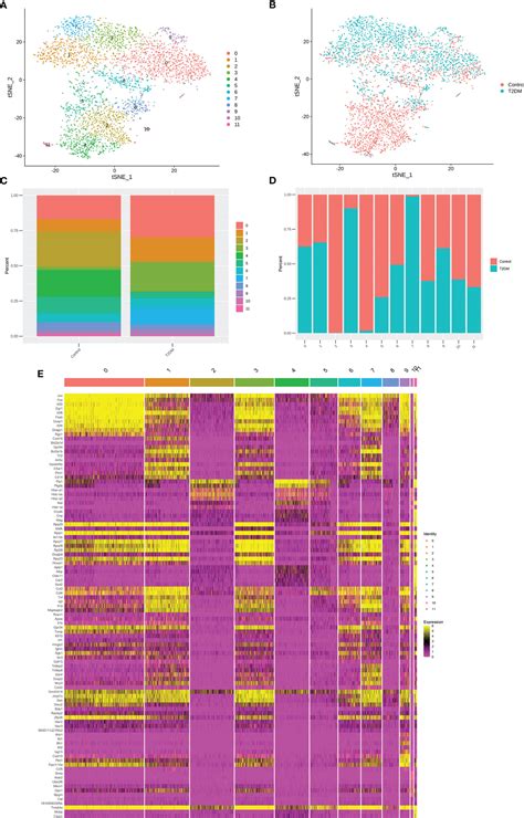 Frontiers Single Cell Sequencing Analysis Of The Db Db Mouse