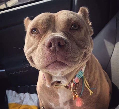 Pin By Katlin Brown On Pitbulls Dogs Cute Pitbulls Smiling Dogs