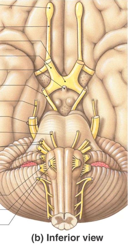 Cranial Nerve Locations Diagram Quizlet