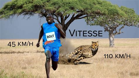 Vitesse le guépard champion du sprint Photos Futura