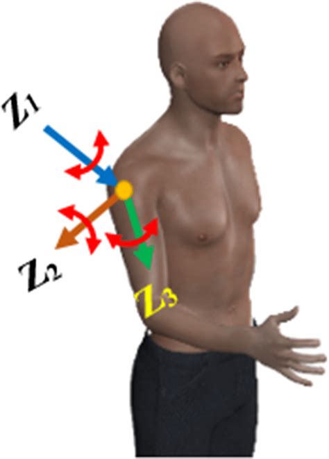 Axes of shoulder joint movements | Download Scientific Diagram