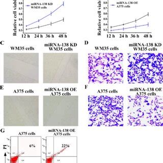 HIF1α also regulates the growth and apoptosis of melanoma cells A B