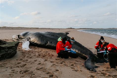 Scientists Struggling To Find Out What Killed Humpback Whale That Washed Ashore