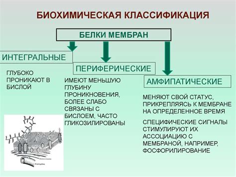 Белки мембран - презентация онлайн