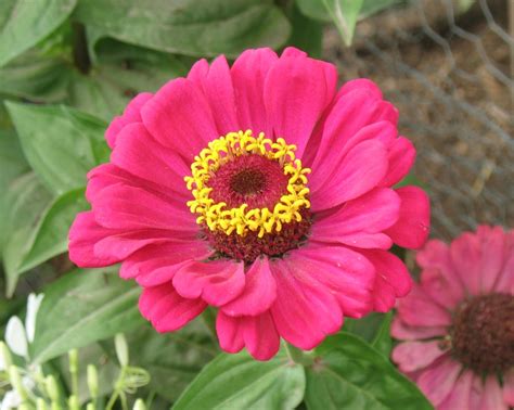 Hot Pink Zinnia My Flower Zinnias Flower Power