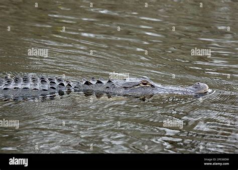 Alligator in water - Florida Stock Photo - Alamy