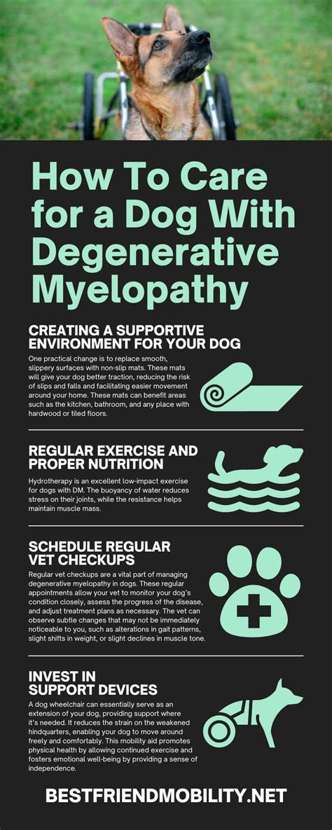 How To Care For A Dog With Degenerative Myelopathy Best Friend Mobility