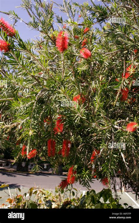 Horticulture Callistemon Citrinus Splendens Bottlebrush Myrtaceae