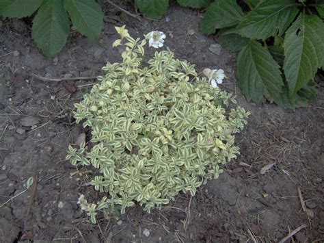 silene stenophylla - Google Search | Plants