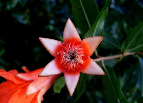 blog   ambiental flor